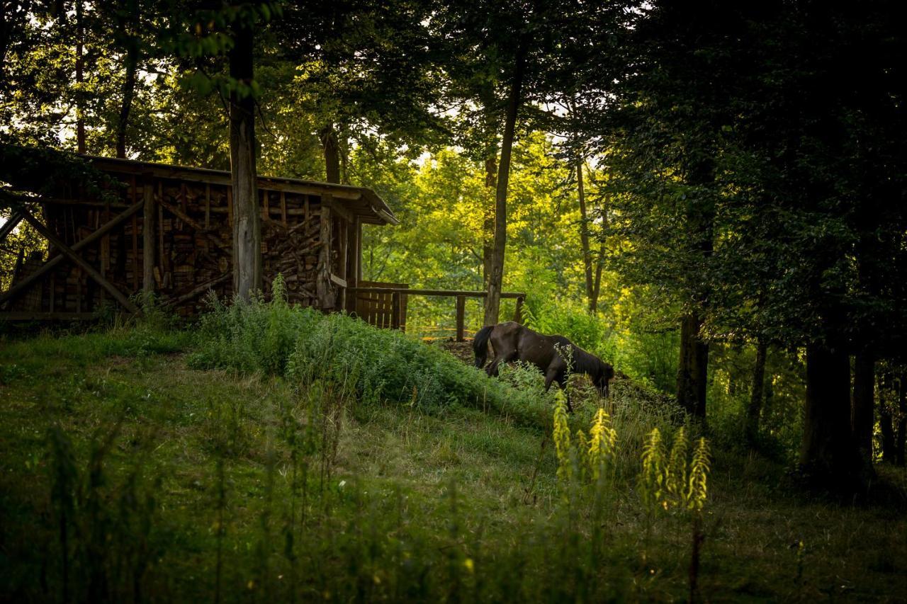 Forest Camping موزيريي المظهر الخارجي الصورة